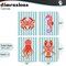 Stupell Industries Bright Sea Creatures on Stripes 4pc Canvas Set, design by Indira Prieto | IndySign